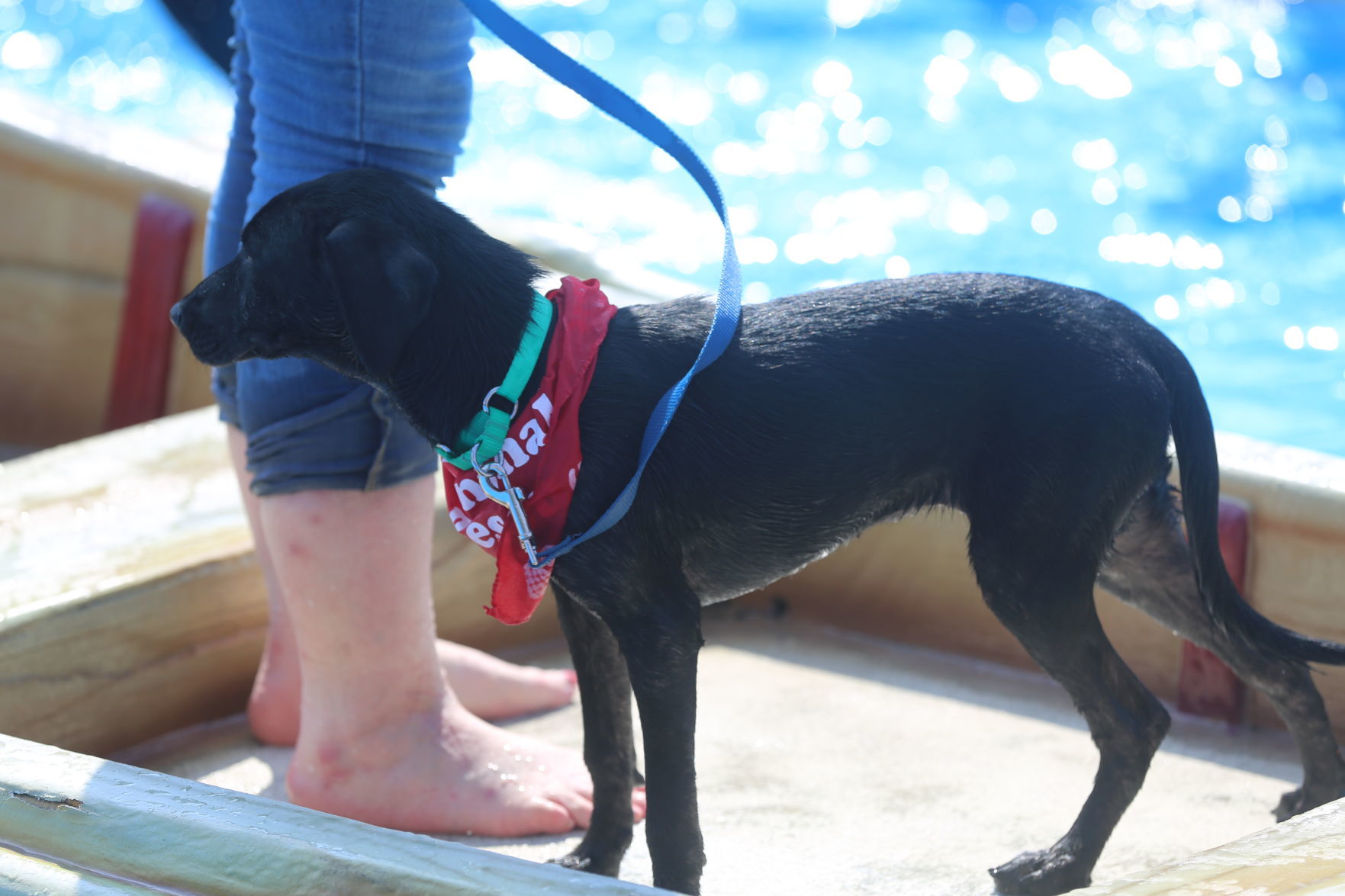 090919_gal_WWdogs (29)